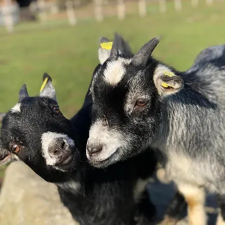 Kluvetasch Nr 1 - Ostseekrabbe