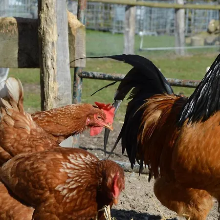 Apartamento Kluvetasch Nr 1 - Ostseekrabbe *