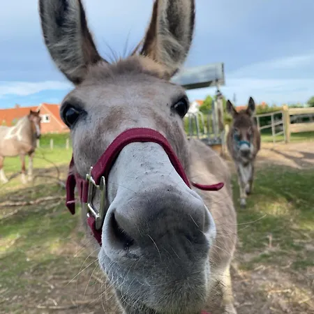 アパート Kluvetasch Nr 1 - Ostseekrabbe