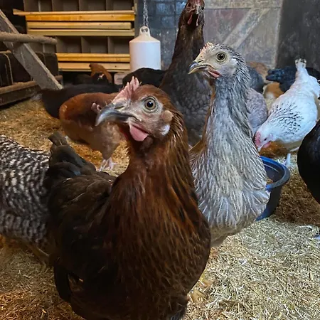 Kluvetasch Nr 1 - Ostseekrabbe アパート